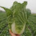 小义和秋白菜种子冬储秋季冬季山东胶州大白菜种子种籽孑