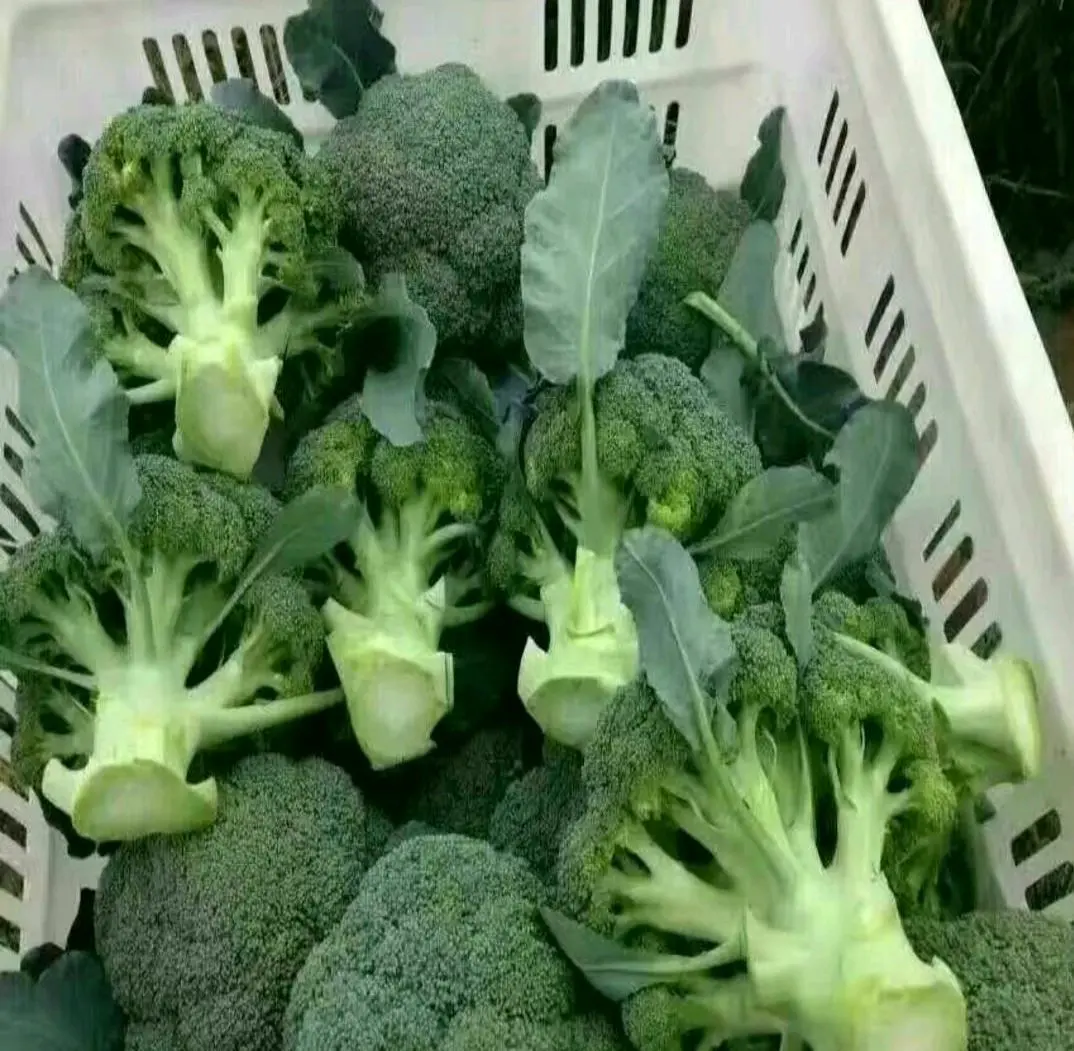 西兰花选购对比图