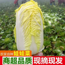 【热卖】兰州精品娃娃菜，大量有货，支持各种包装，欢迎进店