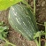 【货源充足】南阳精品香芋南瓜大量上市，产地直发量大从优