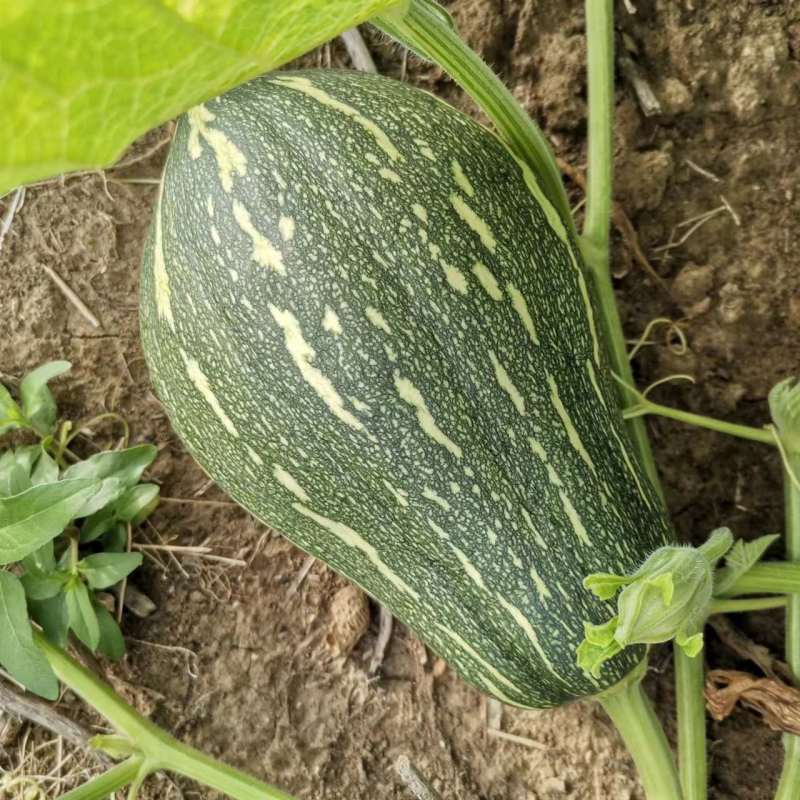 【货源充足】南阳精品香芋南瓜大量上市，产地直发量大从优