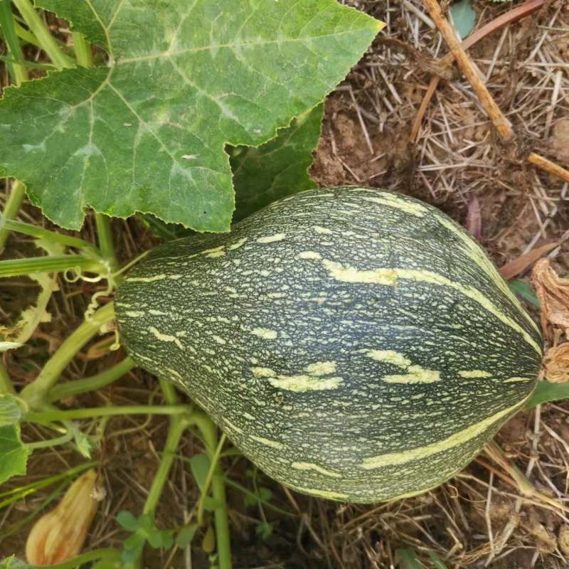 【货源充足】南阳精品香芋南瓜大量上市，产地直发量大从优