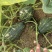 【货源充足】南阳精品香芋南瓜大量上市，产地直发量大从优