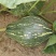 【货源充足】南阳精品香芋南瓜大量上市，产地直发量大从优