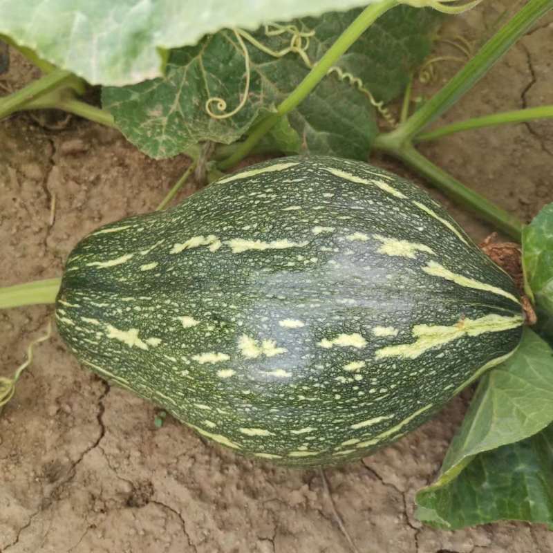 【货源充足】南阳精品香芋南瓜大量上市，产地直发量大从优