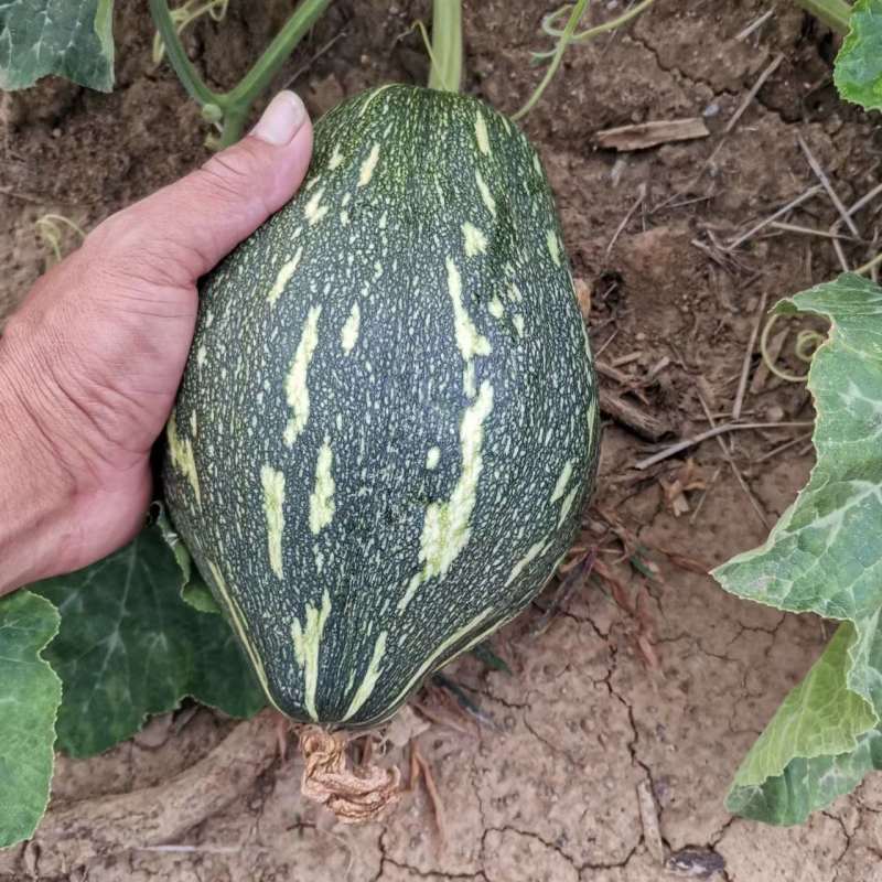 【货源充足】南阳精品香芋南瓜大量上市，产地直发量大从优