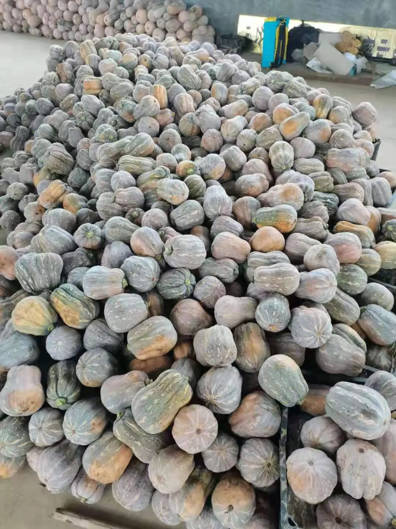 【货源充足】南阳精品花生南瓜大量上市，产地直发量大从优