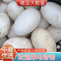 鹅蛋，新鲜大鹅蛋，孕妇老幼弱食品天然无添加一手货量大从优