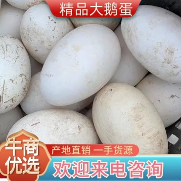 鹅蛋，新鲜大鹅蛋，孕妇老幼弱食品天然无添加一手货量大从优