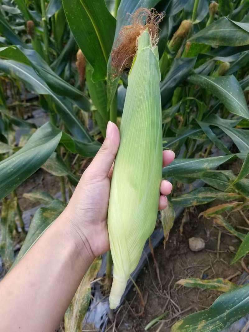 云南西双版纳小花糯玉米大量上市，走市场，走工厂，需要联系