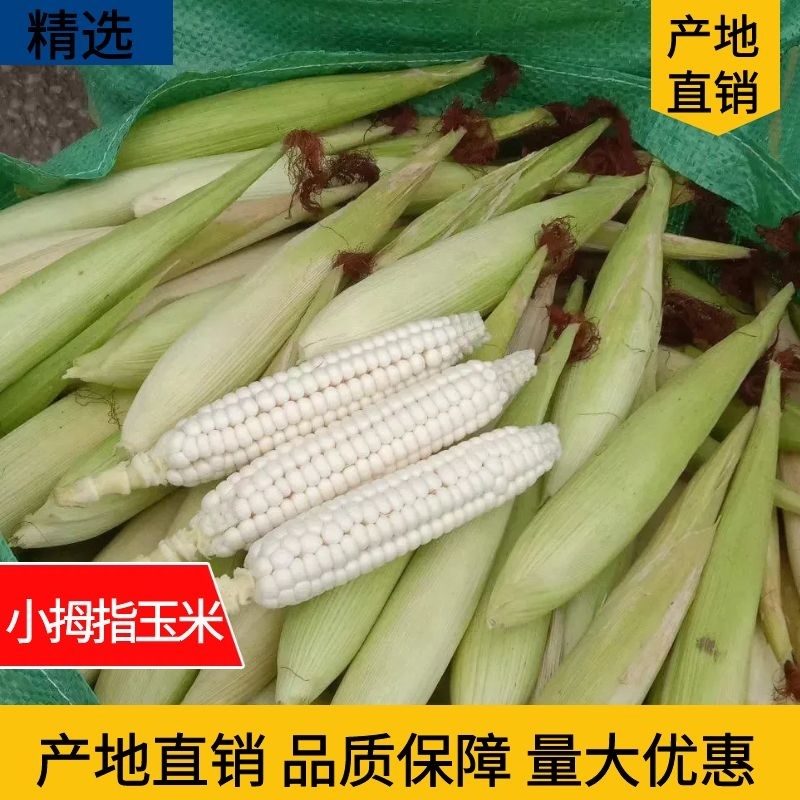 云西双版纳精品小拇指玉米，有新鲜带壳和真空包装，货源充足