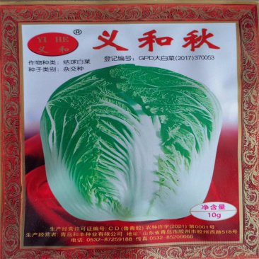义和秋白菜种子结球大白菜种子胶州高产抗病秋播大田露天
