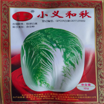 小义和秋白菜种子秋天山东胶东大白菜种子高产短圆筒形