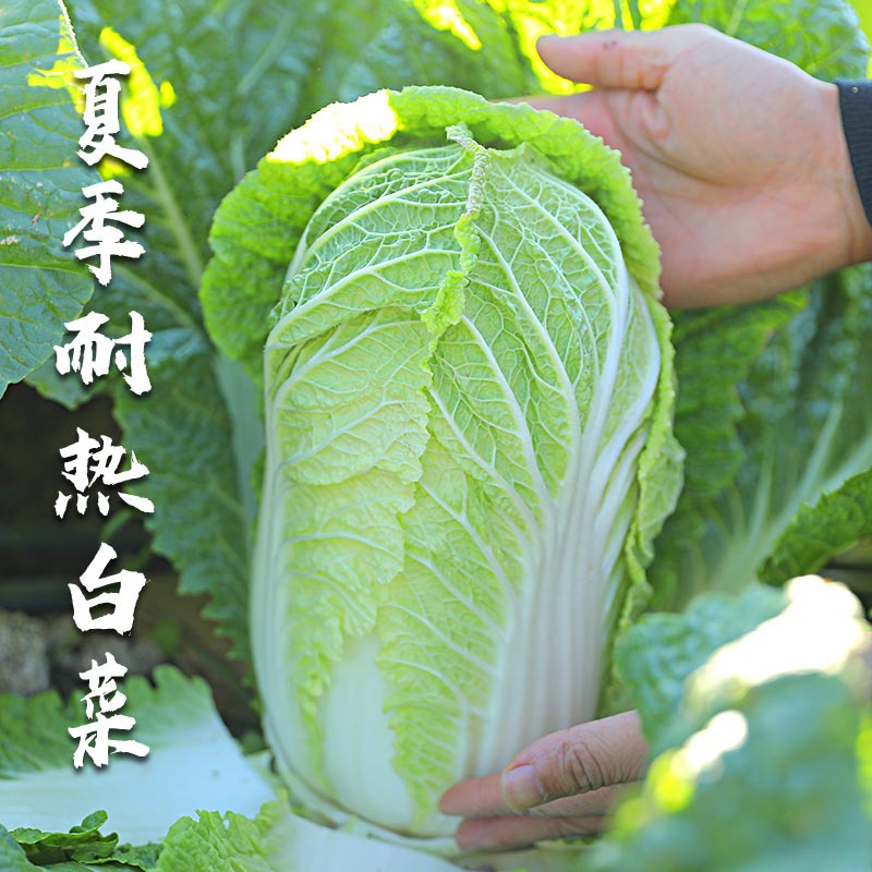 小义和秋白菜种子秋天山东胶东大白菜种子高产短圆筒形