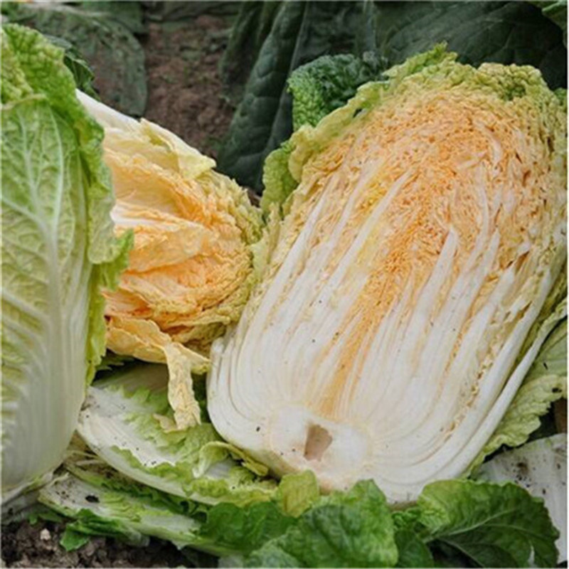 吉红308白菜种子中蔬橘红大白菜种子直筒炮弹形中晚熟