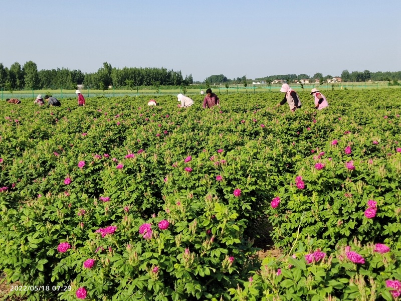 玫瑰花茶，玫瑰干花蕾，低温无硫烘焙平阴玫瑰花茶，产地直供