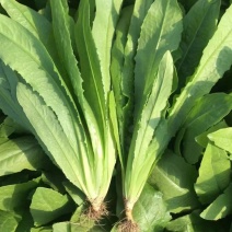 油麦菜，精品蔬菜，货源稳定，每天新鲜采摘，基地直供
