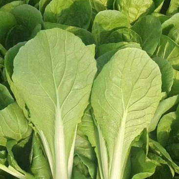 快菜，小白菜，奶白菜，新鲜采摘，大量上市，量大从优