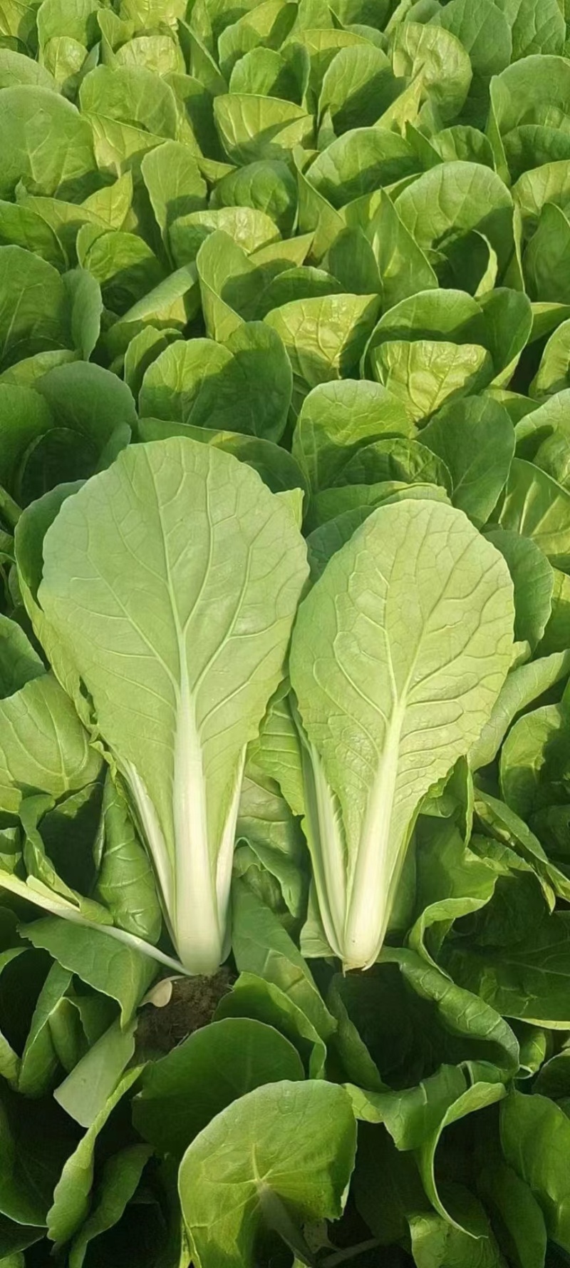 快菜，小白菜，奶白菜，新鲜采摘，大量上市，量大从优