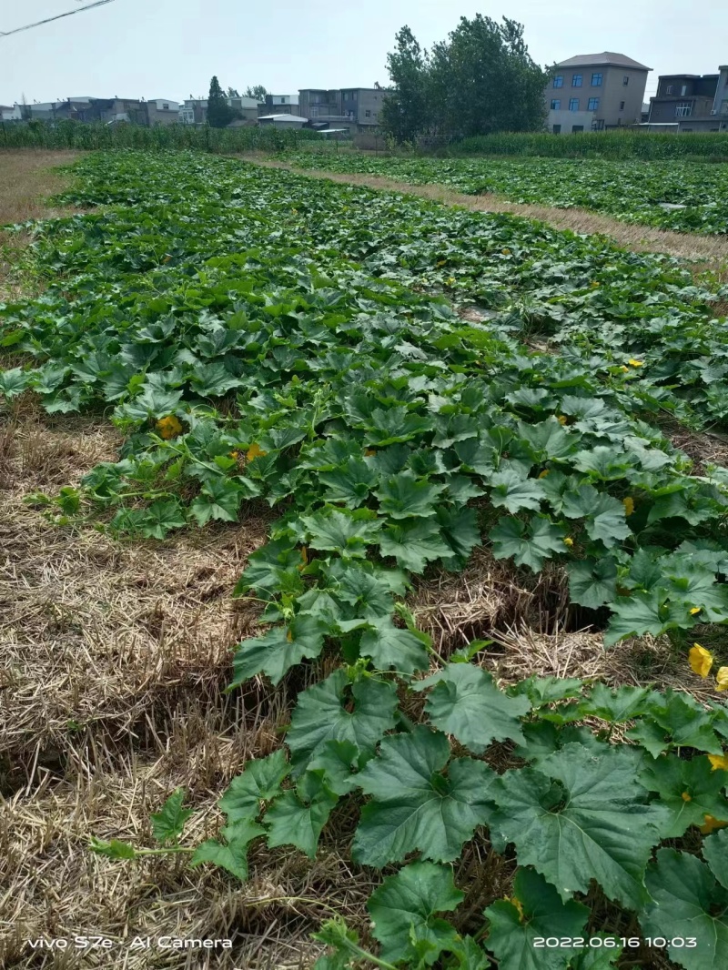 冬瓜松县黑皮冬瓜，产地直供，货源充足，欢迎选购