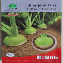 二道眉芥菜种子拉疙瘩辣中蔬圆润65老咸菜高产杂交芥菜籽