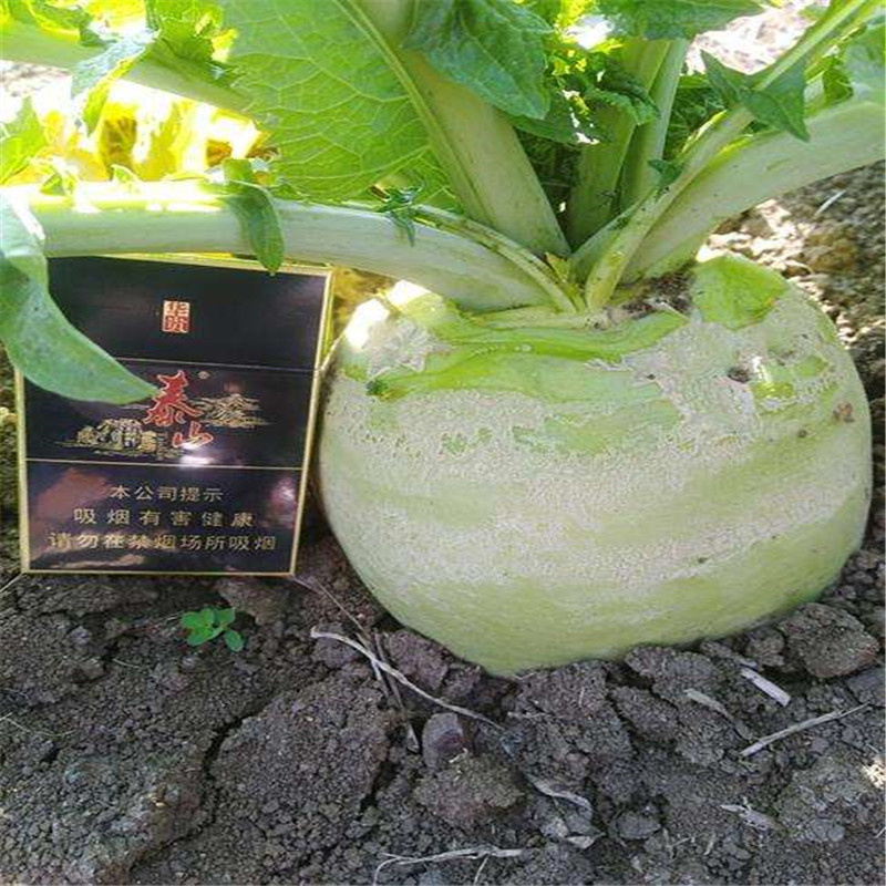 二道眉芥菜种子拉疙瘩辣中蔬圆润65老咸菜高产杂交芥菜籽