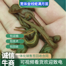 苏南宽体金线蛭茧卵苗活体，一体化销售签订包回收合同