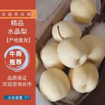 河北石家庄赵县精品水晶梨产地直销几毛一斤常年供应