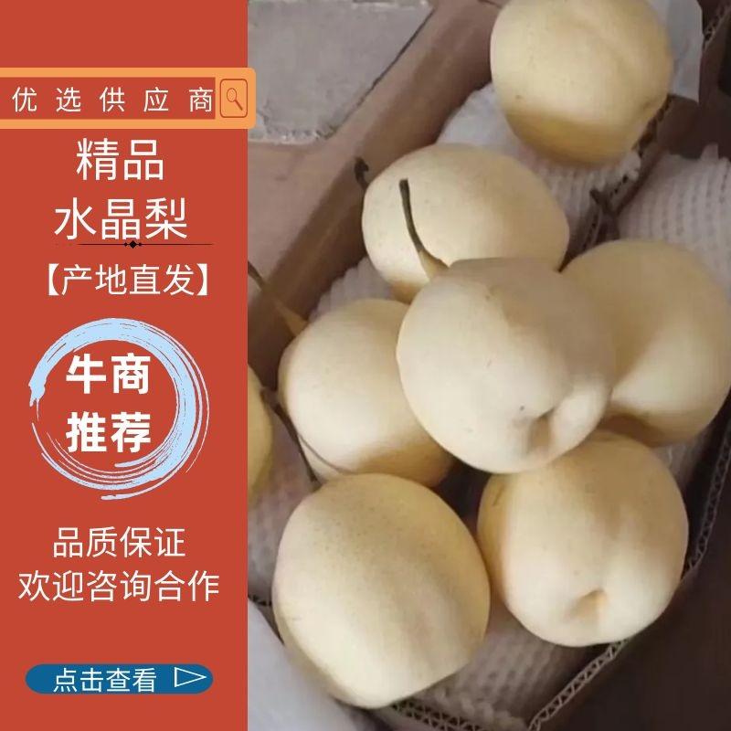河北石家庄赵县精品水晶梨产地直销几毛一斤常年供应