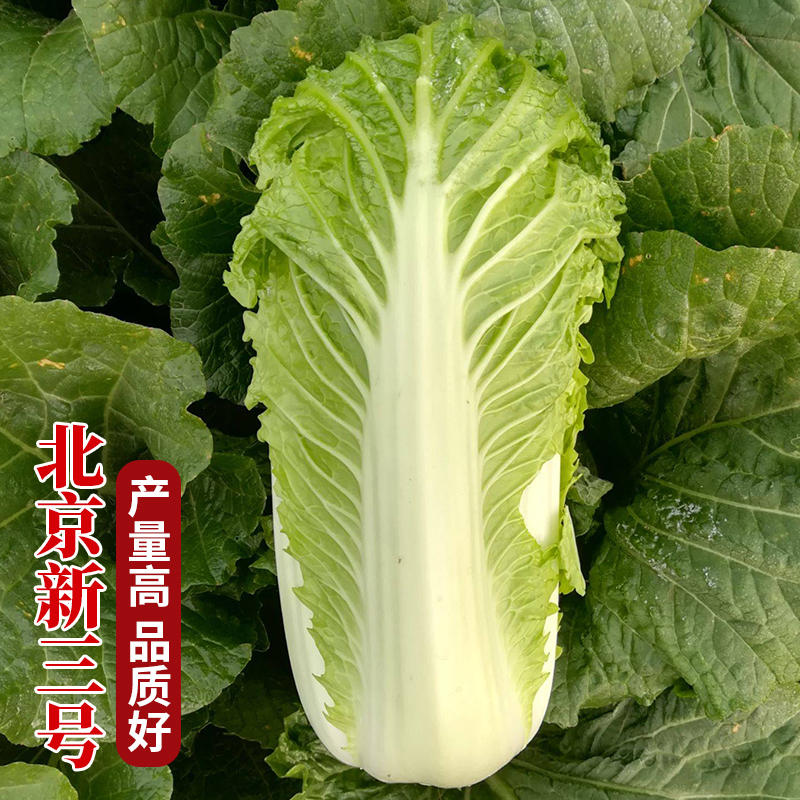 新北京新三号白菜种子秋播冬储中晚熟大白菜种子高产抗病蔬菜