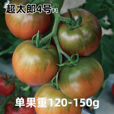 超太郎4号西红柿种孑种籽苗秧四季水果粉果秧苗老品种番茄种