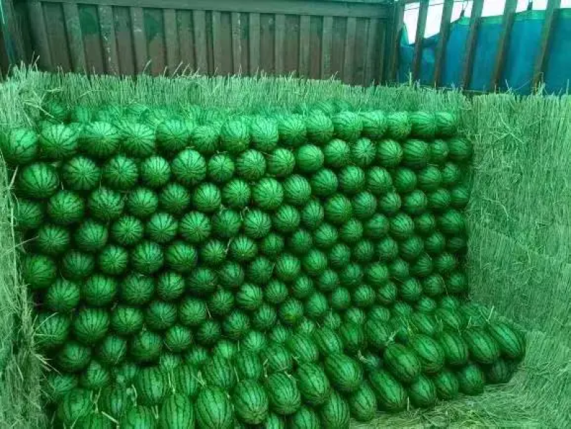 【精品】辽宁西瓜，吊秧小西瓜，L600西瓜，产地直发质量保证