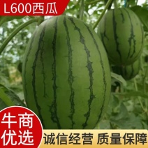 L600小西瓜沙地种植产地直供皮薄汁甜欢迎来电采购