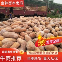 广西【金韩密本南瓜】产地直销量大质优欢迎电话咨询