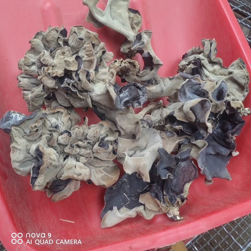 毛木耳干货山东鱼台木耳没有中间商物美价廉餐饮店供应