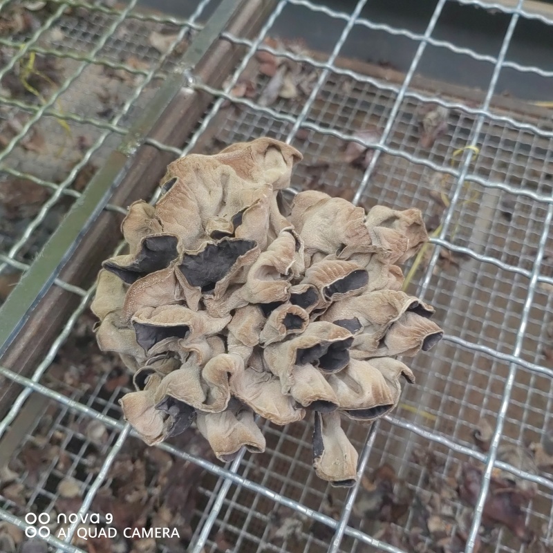 毛木耳干货山东鱼台木耳没有中间商物美价廉餐饮店供应