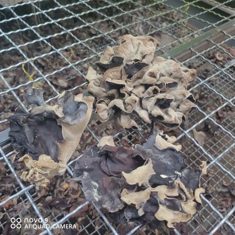毛木耳干货山东鱼台木耳没有中间商物美价廉餐饮店供应