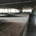 长寿3000平养猪场5年起zu，5万一年，193亩地