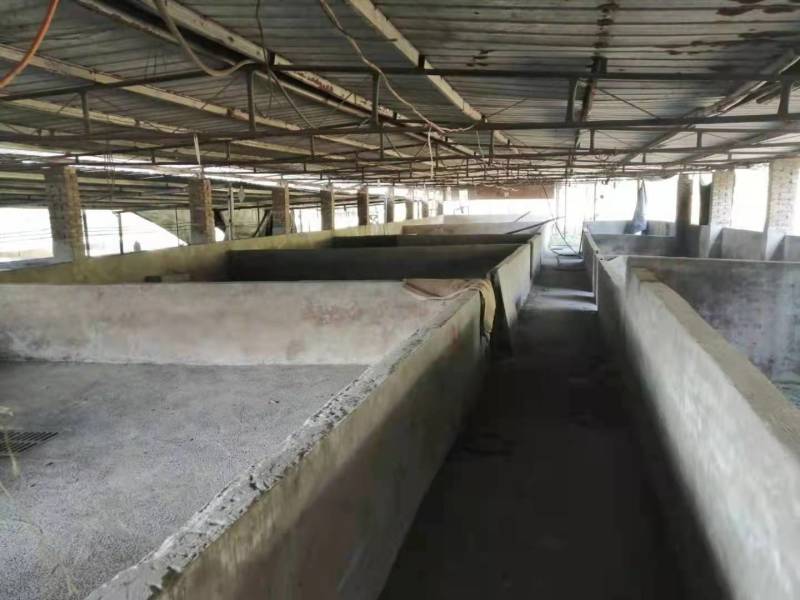 长寿3000平养猪场5年起zu，5万一年，193亩地