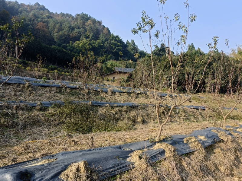 巴南68亩果园出zu，55亩果园带13亩鱼塘