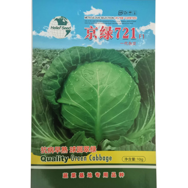 春秋露地种植京绿721叶绿色早熟翠绿耐裂果适应性广