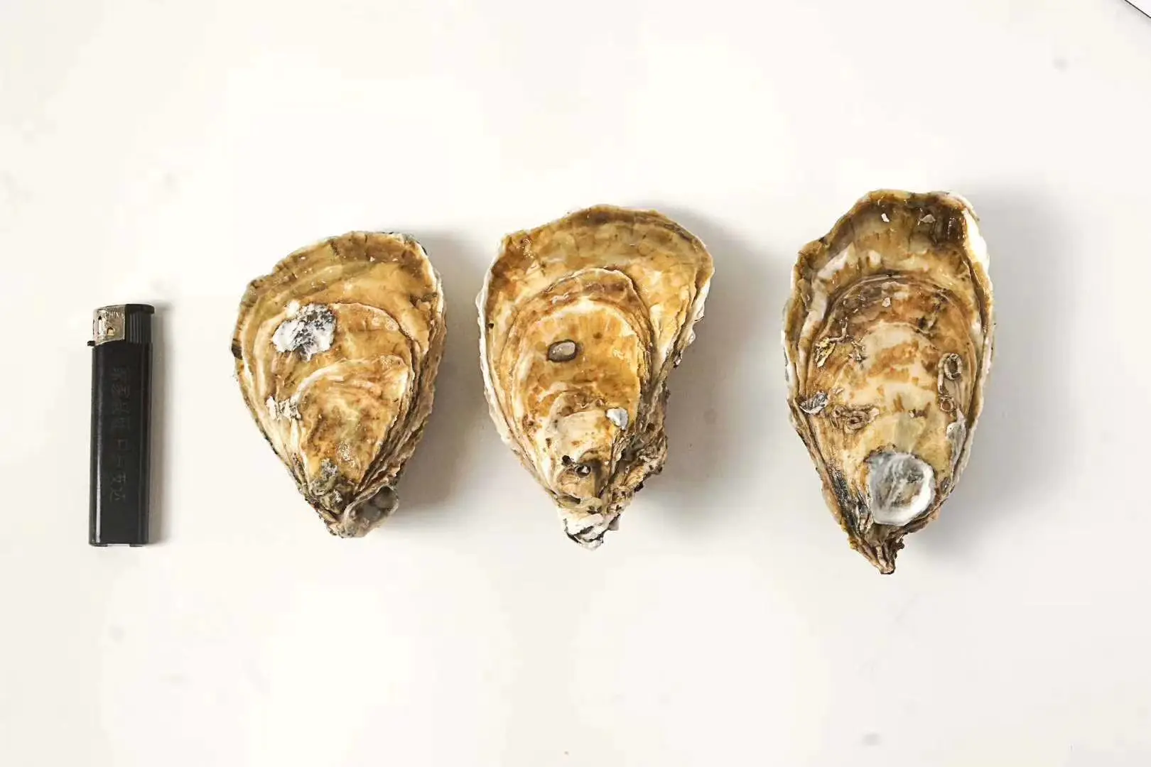 显微镜下对比展示:左侧为二倍体生蚝细胞核内两组清晰排列的染色体结构;右侧为三倍体生蚝细胞核内三组染色体,数量更多且分布更密集。背景为海洋蓝色调实验室环境,配有标注线说明染色体数目差异 二倍体与三倍体生蚝细胞染色体示意图