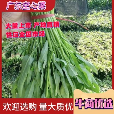 蔬菜空心菜大量上市欢迎各位老板前来采购