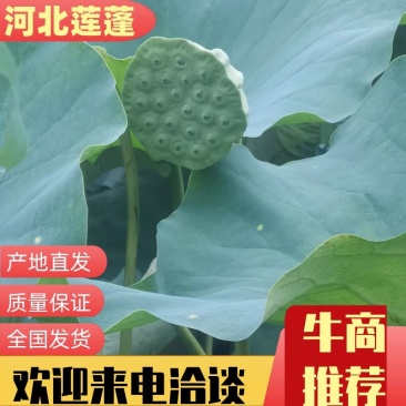 【推荐】白洋淀野生莲蓬荷叶，河北莲蓬，河北荷叶，产地直发