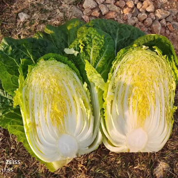 【热销】云南高原露天黄心白菜耐运输质量保证欢迎采购