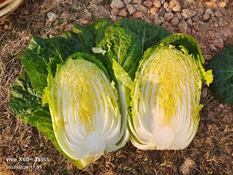 【热销】云南高原露天黄心白菜耐运输质量保证欢迎采购