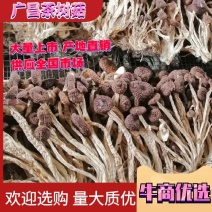 江西广昌茶树菇，尺寸规格可私人定制品质