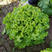 绿浪生菜种子绿叶深绿色耐抽薹生长速度快40天上市
