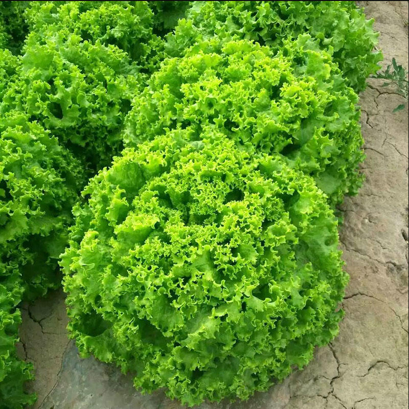 绿浪生菜种子绿叶深绿色耐抽薹生长速度快40天上市