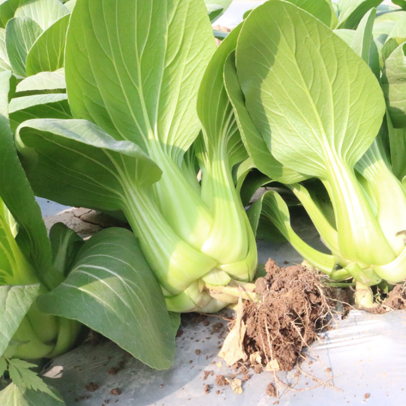 青梗菜种子小白菜理想65青菜种子种籽耐热青梗菜鸡毛